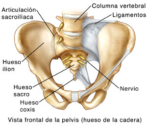 Front view of pelvis, sacrum, and two lumbar vertebrae. Sacroiliac joint is where sacrum meets pelvis. Sacrum is lowest part of spinal column. Ligaments hold sacrum and pelvis together.